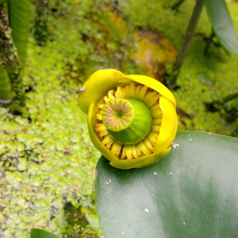 Lire la suite à propos de l’article Chronique d&rsquo;un esprit fatigué depuis Ar-Men