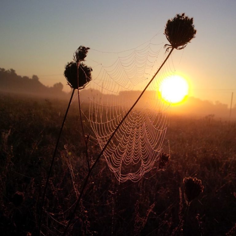 Lire la suite à propos de l’article Chronique automnale et pédagogique