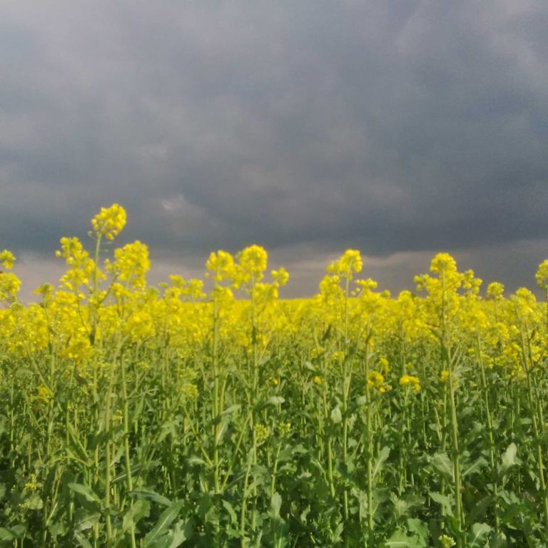 Lire la suite à propos de l’article chronique d&rsquo;une première impression de printemps