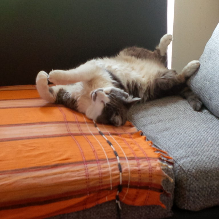 Lire la suite à propos de l’article Réflexion autour d&rsquo;un chat malade, du pardon et d&rsquo;un séjour en Haute-Corse