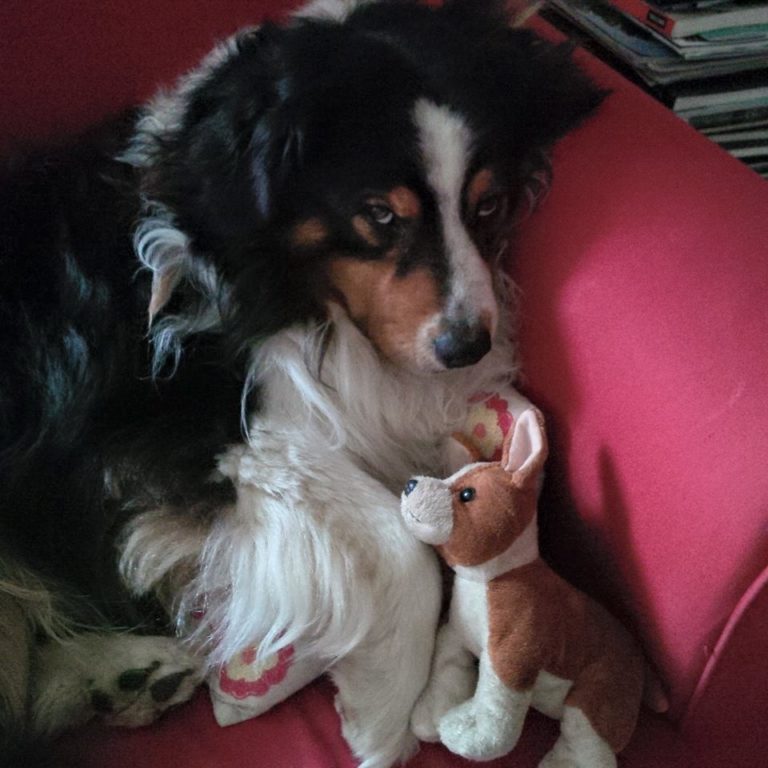 Lire la suite à propos de l’article Chronique animale