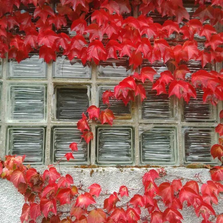 Lire la suite à propos de l’article Chronique d&rsquo;un plateau sous la pluie et des deuils