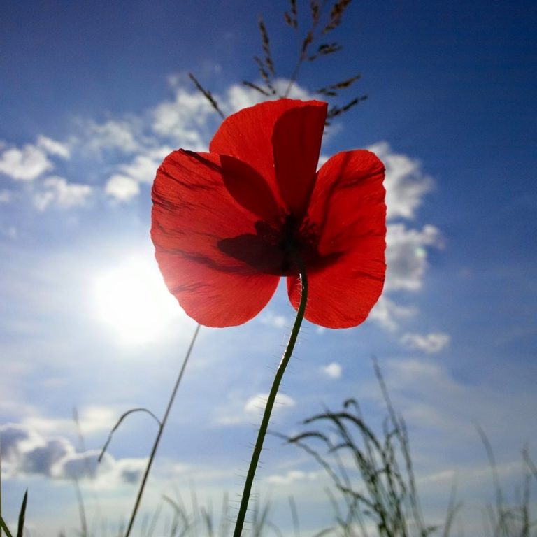 Lire la suite à propos de l’article Chronique autour du partage et d&rsquo;un sentiment de solitude