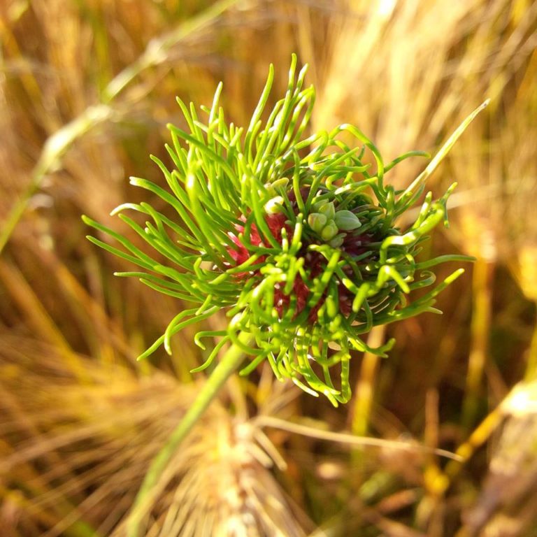 Lire la suite à propos de l’article Chronique à l&rsquo;approche de l&rsquo;été et créativité nocturne