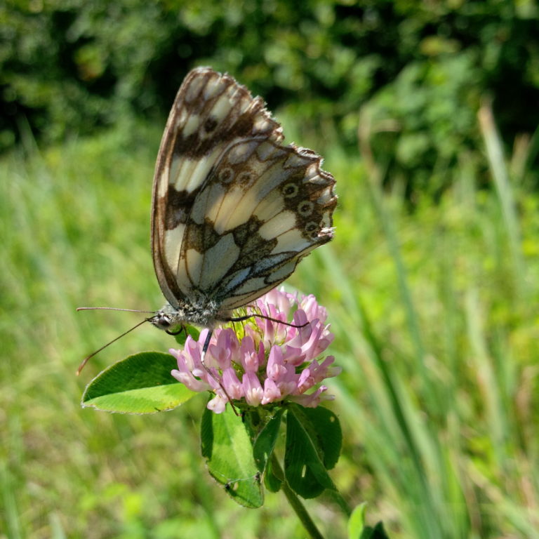 Lire la suite à propos de l’article Chronique minuscule et désorganisée