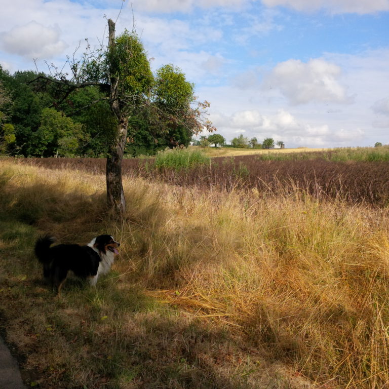 Lire la suite à propos de l’article Chronique autour du pardon