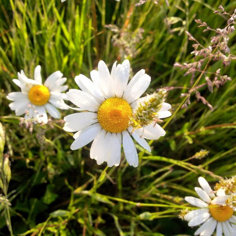 Lire la suite à propos de l’article Chronique des petits bonheurs