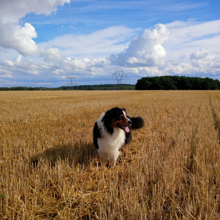 Lire la suite à propos de l’article Chronique d&rsquo;un plateau avant la moisson
