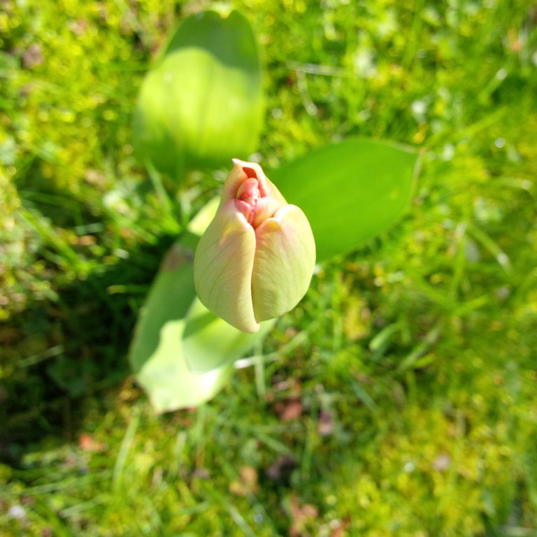 Lire la suite à propos de l’article Chronique à l&rsquo;approche du printemps