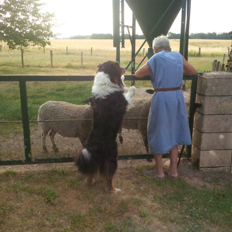 Lire la suite à propos de l’article Chronique autour du départ des moutons de Muguette