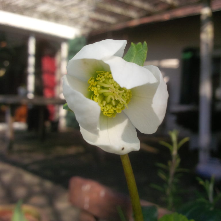 Lire la suite à propos de l’article Chronique à l&rsquo;approche du printemps