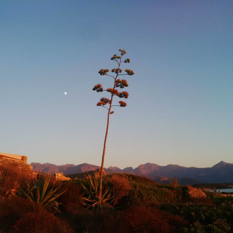 Lire la suite à propos de l’article Chronique d&rsquo;un été qui s&rsquo;étire