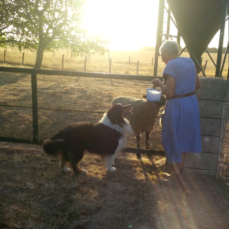 Lire la suite à propos de l’article Chronique d&rsquo;un début d&rsquo;année sans un compagnon fidèle