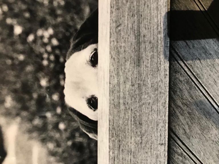 Lire la suite à propos de l’article Chronique de vacances à la maison