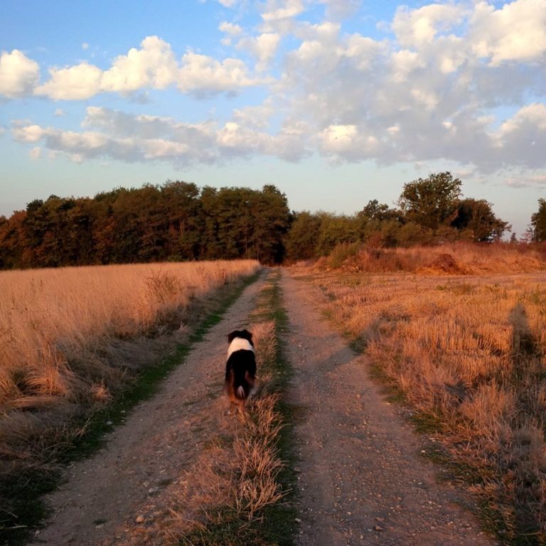 Lire la suite à propos de l’article Chronique autour d&rsquo;une lecture horizontale du vivant