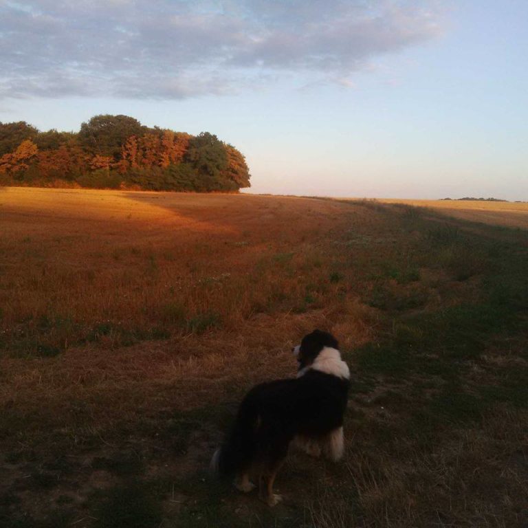 Lire la suite à propos de l’article Chronique animale