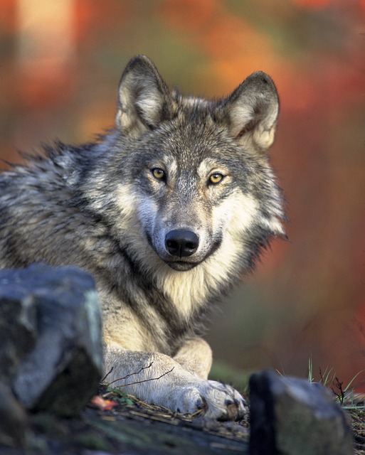Lire la suite à propos de l’article Chronique autour du documentaire Vivre avec les loups