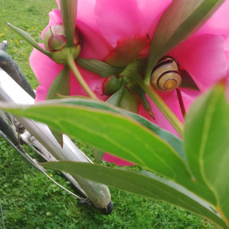 Lire la suite à propos de l’article Chronique du plateau à l&rsquo;approche de l&rsquo;été