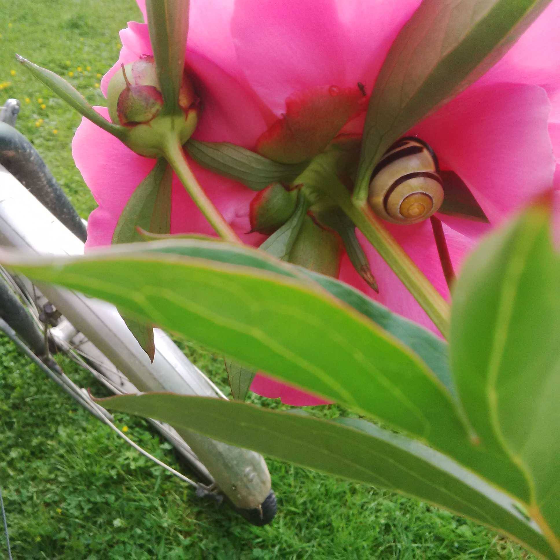 Chronique du plateau à l&rsquo;approche de l&rsquo;été