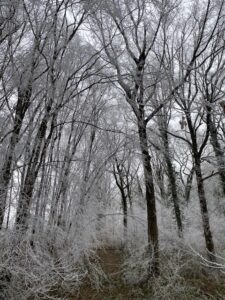 Lire la suite à propos de l’article Chronique depuis un plateau givré
