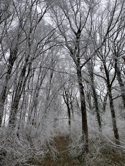 Lire la suite à propos de l’article Chronique depuis un plateau givré