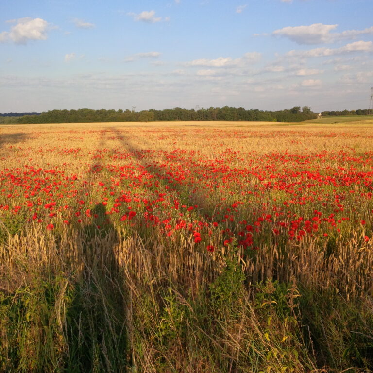 Lire la suite à propos de l’article Chronique d&rsquo;un plateau à l&rsquo;approche de l&rsquo;été